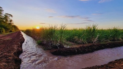 Diseñan estrategias para mejorar el uso del nitrógeno y el agua en caña de azúcar