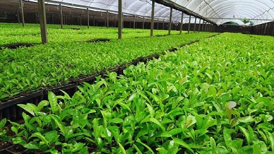 Yerba mate: mejorar la calidad a través de los sustratos