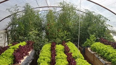 Acuaponía: evalúan la producción de peces y hortalizas sin suelo