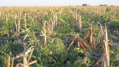 Malezas en barbecho de invierno: Tres estrategias para ganarles de mano