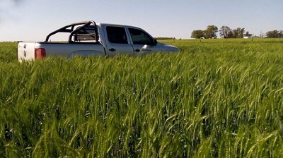 Un trigo de 53 quintales con muy poca agua, la experiencia Quiriko de un productor entrerriano