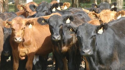 Industria a la espera de una mayor oferta de ganado gordo disponible