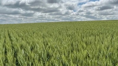 Precio y demanda impulsan la siembra de trigo y cebada