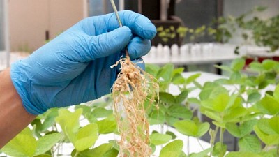 Bioinsumos: la naturaleza aliada a la innovación