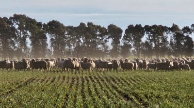 Carne ovina en la mesa de todos los días