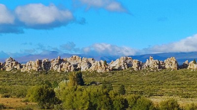 Restauración de bosques con semillas de ciprés del INTA