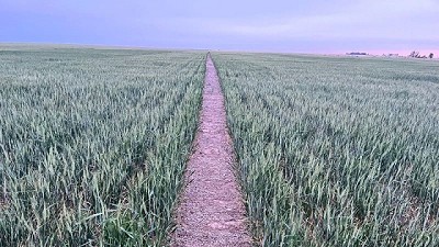 Bioestimulantes en trigo: Ensayos en la Región Pampeana muestran sinergias con la fertilización tradicional que potencian los rindes