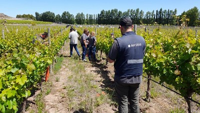 Finalizó campaña de control de Lobesia botrana sin detecciones en San Patricio del Chañar