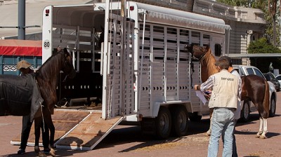 Anemia infecciosa equina: El nuevo modelo de certificado agiliza plazos de impresión