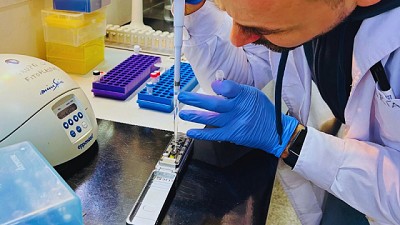 El INTA logró secuenciar el genoma de la chicharrita del maíz