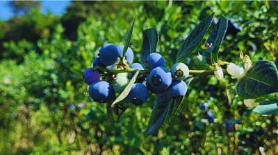Avanzan con el control biológico de plagas exóticas en frutas finas