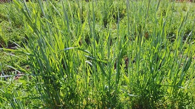 Cultivos de servicio, aliados para una agricultura más resiliente