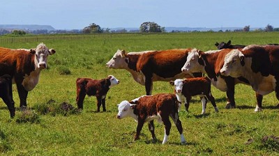 Control estratégico de la garrapata común del bovino