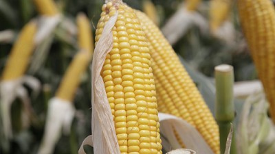 El gobierno autorizó dos nuevos cultivos genéticamente modificados