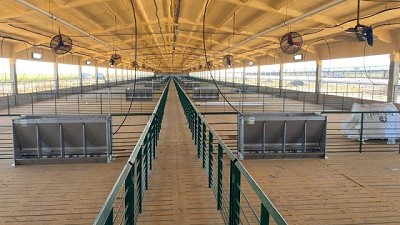 Millonaria inversión en dólares para impulsar un sistema de engorde de cerdos en el sudeste cordobés