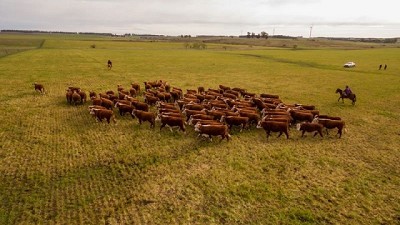 Novillo Mercosur baja su cotización