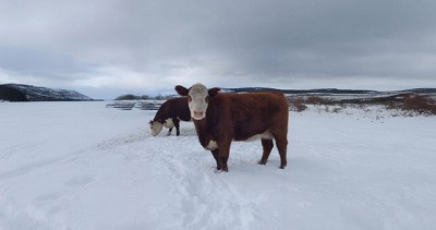 Pautas y recomendaciones para el bienestar animal durante el invierno