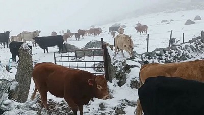 Patagonia: claves para proteger a los animales ante las fuertes nevadas