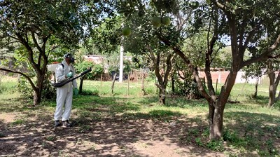 Monitoreos intensivos para proteger del HLB a la industria citrícola de Tucumán