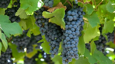 Lobesia botrana: Inscripción para productores de uva de Mendoza y San Juan