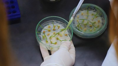 Investigadores del INTA buscan aumentar el tamaño del grano de trigo