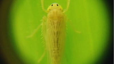 Publican mapa nacional de la chicharrita del maíz
