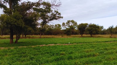 Evalúan el uso de bioinsumos para mejorar suelos agrícolas