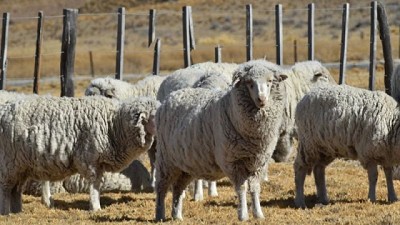 Más dificultades para la ganadería en Chubut: la Ley Ovina y Prolana están suspendidas