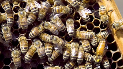 Fronteras: Prevención del ingreso del pequeño escarabajo de las colmenas