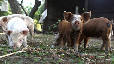 ¿Cómo evitamos la triquinosis en la producción porcina? Estas son las recomendaciones de Senasa