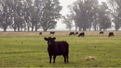 Día de la Ganadería: ¿qué pautas promueve el Senasa para el bienestar animal?
