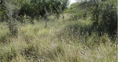 Índice Verde: una herramienta para el monitoreo de la vegetación y la toma de decisiones