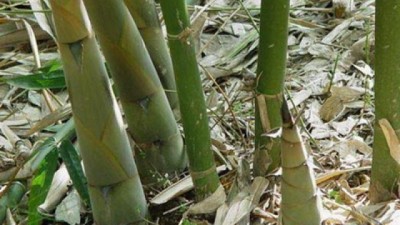 Salud y alimentos: Extraen valiosos antioxidantes del bambú