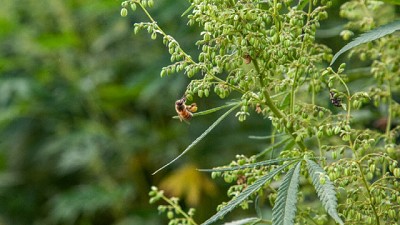 Primera cosecha experimental de Cáñamo industrial en Argentina luego de 50 años