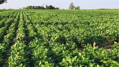 Cómo maximizar los nutrientes y potenciar los cultivos