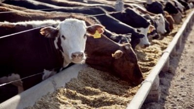 Feedlots: Pese a la buena receptividad, el 1° semestre termina con un nuevo récord a nivel de encierre