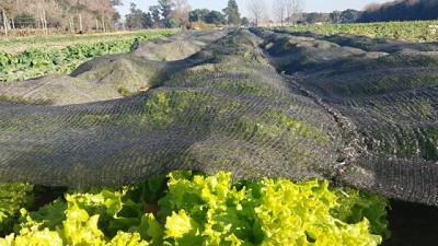 Cómo reducir el impacto de las heladas en hortalizas, flores y frutales