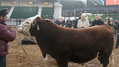 La Secretaría de Agricultura, Ganadería y Pesca acompañó la llegada del primer animal a la Expo Rural 2024