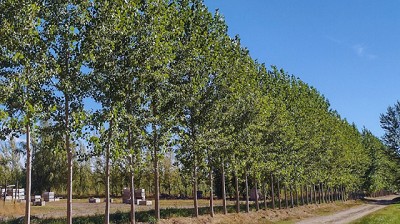 Nuevo clon de álamo para la implantación de cortinas rompevientos