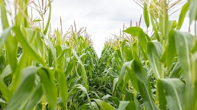 AgTech en la Expo Rural: cuáles son las lecciones de Brasil y Uruguay para Argentina