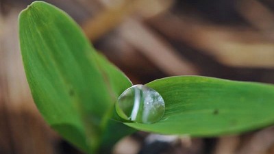 El agua útil es clave para la toma de decisiones agronómicas