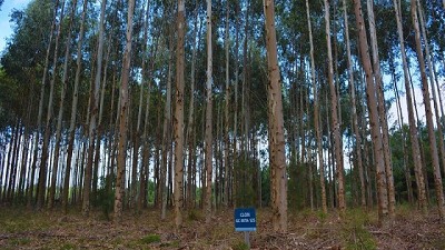 Más de medio siglo de trabajo en investigación forestal