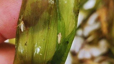Cómo impactaron las bajas temperaturas y las heladas en la chicharrita