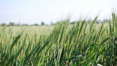 El trigo resiste ante un julio implacable: el 60% está muy bueno y el 40% bueno