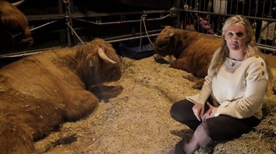 West Highland: la única carne vacuna que consume la Corona Británica