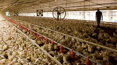 Brasil detectó brote de enfermedad de Newcastle en una granja comercial de aves de corral