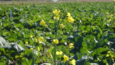 El INTA organiza el primer simposio nacional de colza