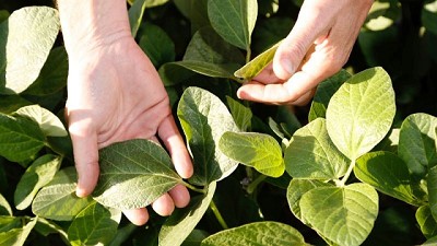 Nidera Semillas lanzó su campaña de soja 2024