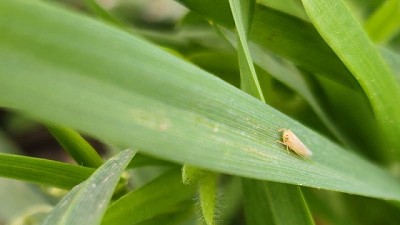 Chicharrita del maíz en invierno: mitos y verdades