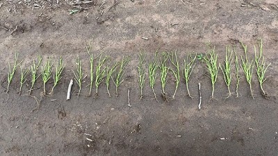 Un cultivo de especialidad supera techos de rendimiento de la mano de la nutrición